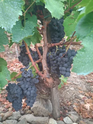 Viña en Ribeira Sacra - Zona A Cova