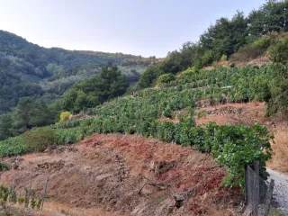 Viña en Ribeira Sacra - Zona A Cova