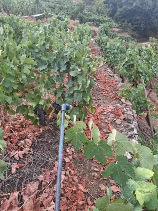 Viña en Ribeira Sacra - Zona A Cova