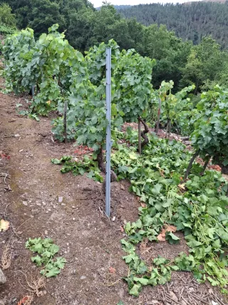 Viña en Ribeira Sacra - Zona A Cova