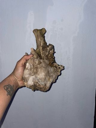 Raíz Tanuki para Acuario/Terrario