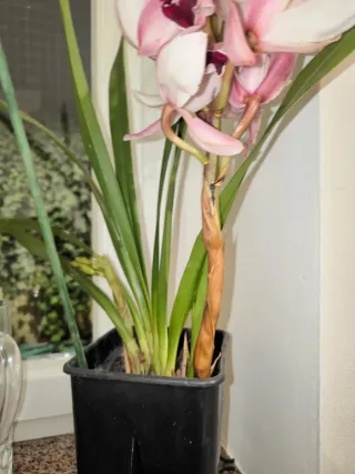 1 Pianta di orchidea Cymbidium rosa come in foto