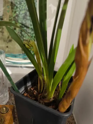 1 Pianta di orchidea Cymbidium rosa come in foto