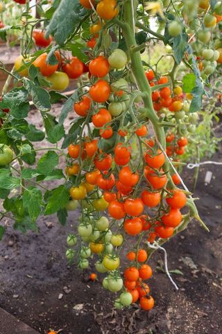 Semillas de tomate "Rapunzel" 10 unidades