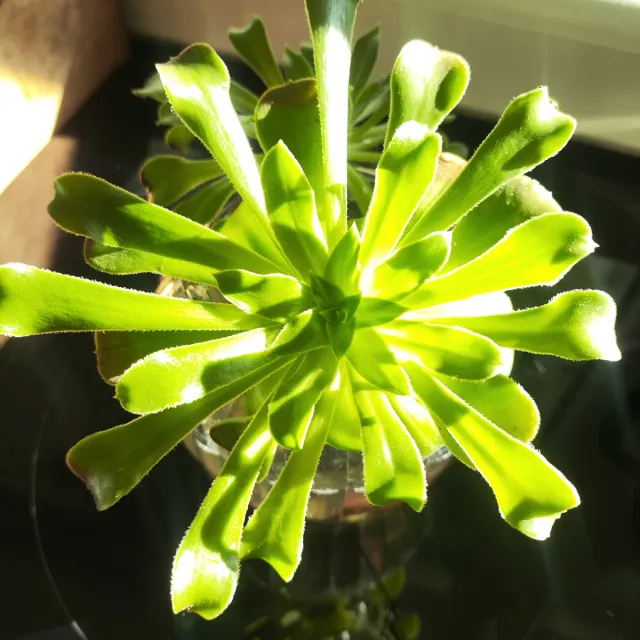 Suculentas crasas cactus piante da interni ed esterni per la decorazione della casa