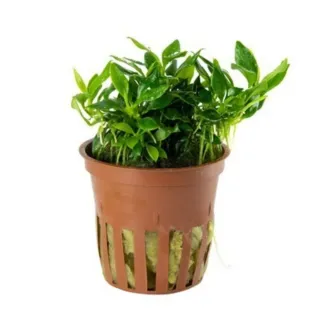 Anubia Pangolino-Planta acuática envíos gratis.