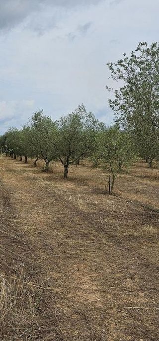 Terreno en venta en Móra d´Ebre