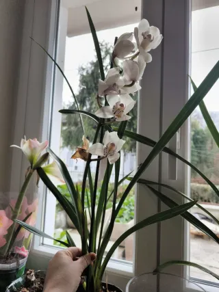 1 Orchidea bianca Cymbidium fiorita come in foto