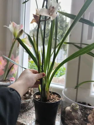 1 Orchidea bianca Cymbidium fiorita come in foto