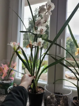 1 Orchidea bianca Cymbidium fiorita come in foto