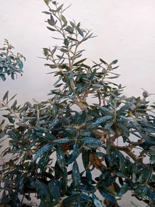 Prebonsai Acebuche Grande +25 Años