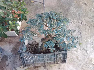 Prebonsai Acebuche Grande +35 Años