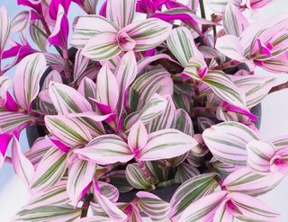 Set 5+2 gratis Tradescantia compacta, varie variet