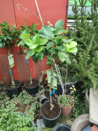 Árboles de Limonero 4 Estaciones en Maceta