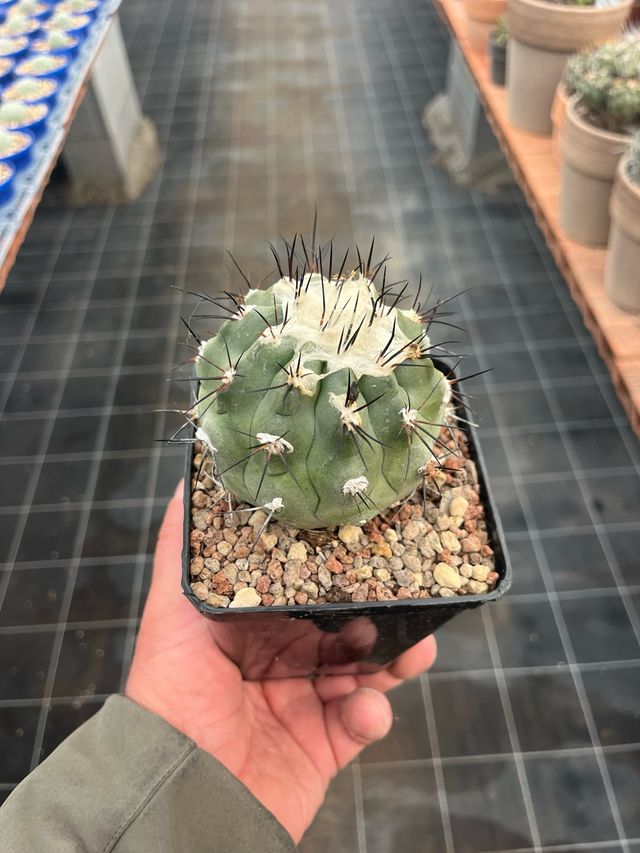 Copiapoa cactus