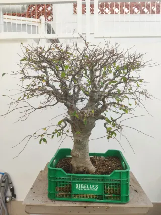 Bonsái Celtis Australis (Almez)