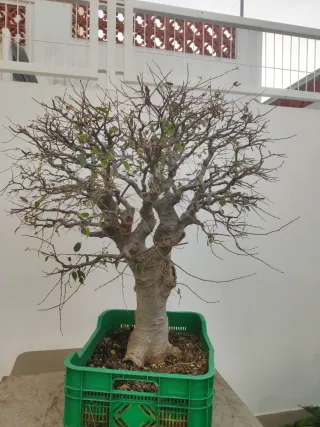 Bonsái Celtis Australis (Almez)