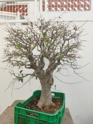Bonsái Celtis Australis (Almez)