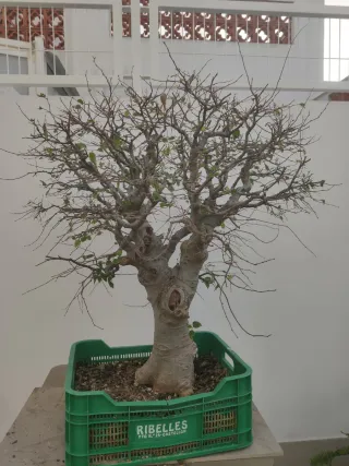 Bonsái Celtis Australis (Almez)