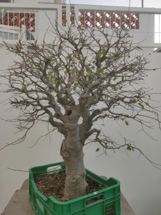 Bonsái Celtis Australis (Almez)