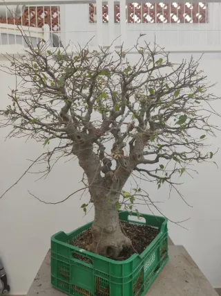 Bonsái Celtis Australis (Almez)