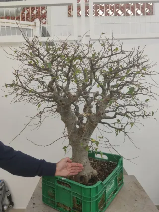 Bonsái Celtis Australis (Almez)