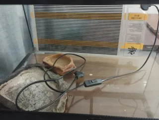 Terrario de cristal para reptiles