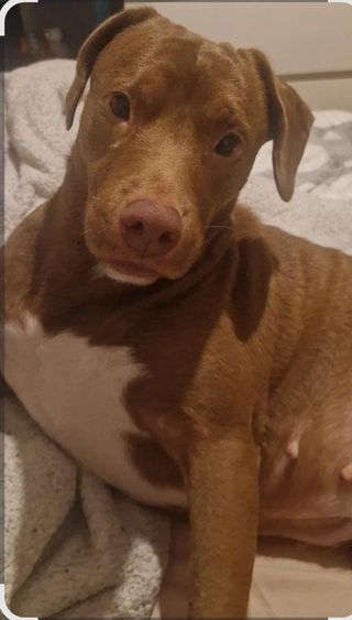 Guarderia canina la casa de NALA