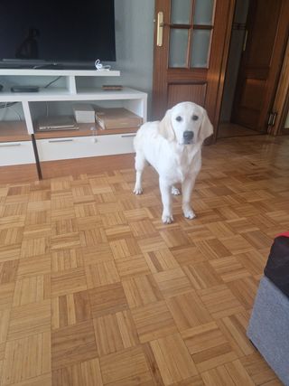 Guarderia canina la casa de NALA