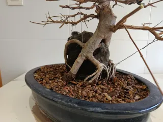 Bonsái Arce Burgueriano en Roca