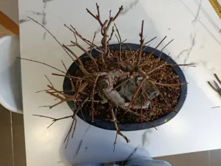 Bonsái Arce Burgueriano en Roca