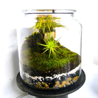 Terrario eterno con tillandsias