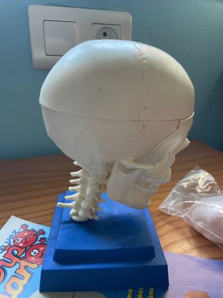 Maqueta Cráneo Humano 3D Érase una vez