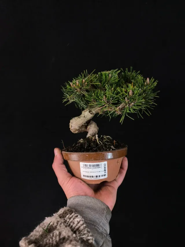 Bonsai Pino Senjyumaru