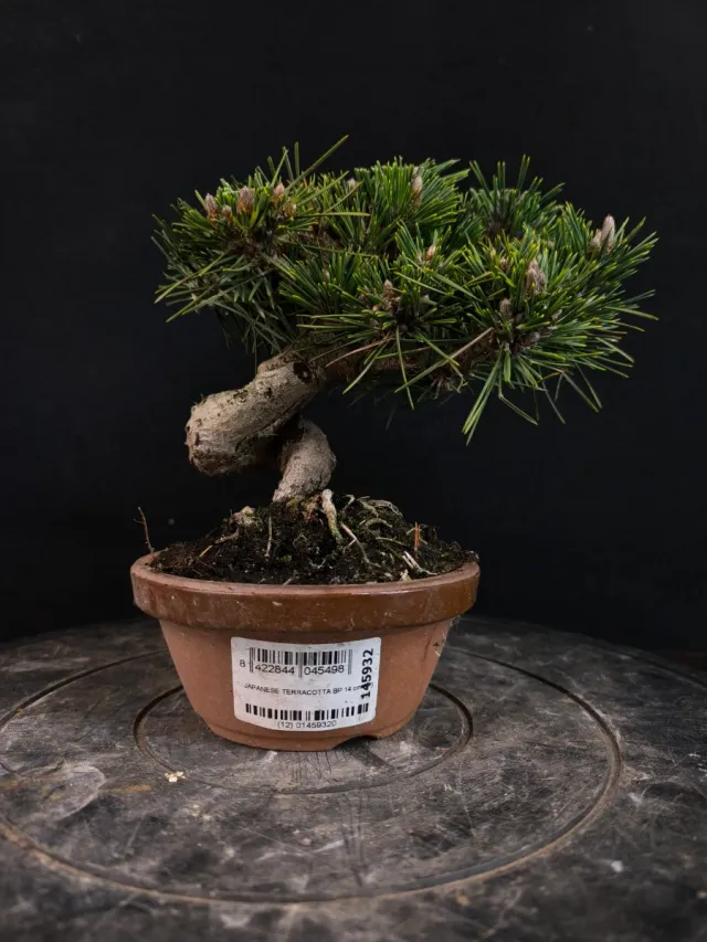Bonsai Pino Senjyumaru