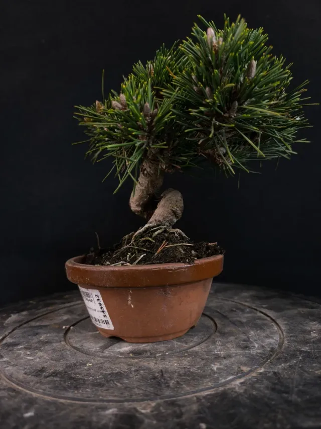 Bonsai Pino Senjyumaru
