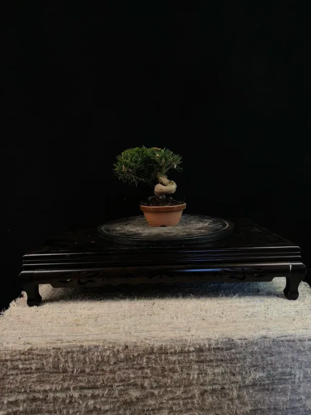 Bonsai Pino Senjyumaru