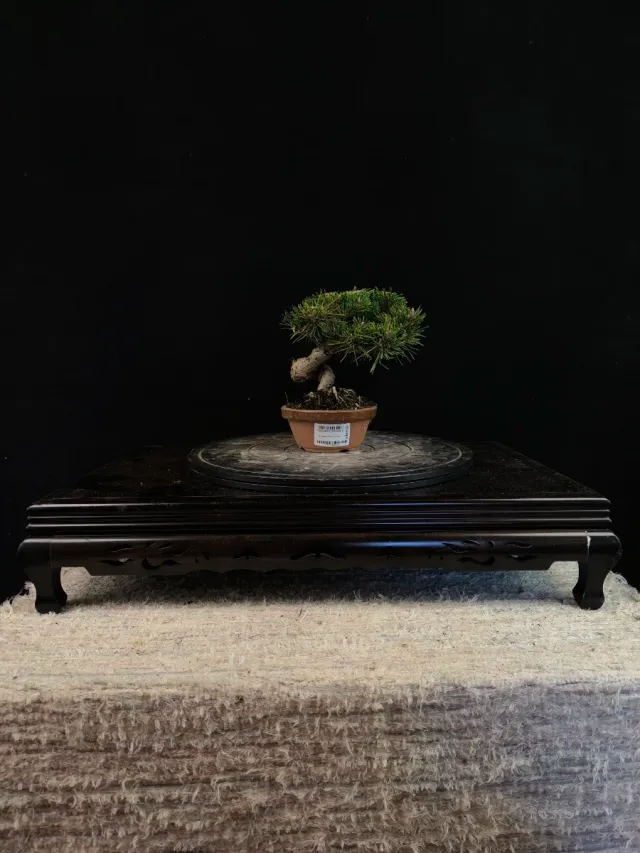 Bonsai Pino Senjyumaru