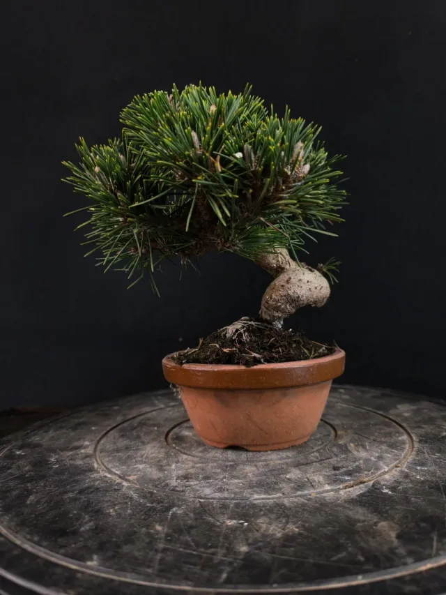 Bonsai Pino Senjyumaru