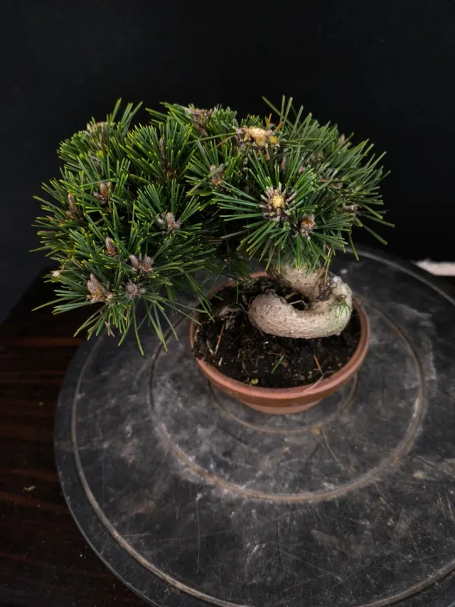 Bonsai Pino Senjyumaru