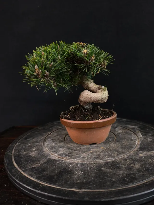 Bonsai Pino Senjyumaru
