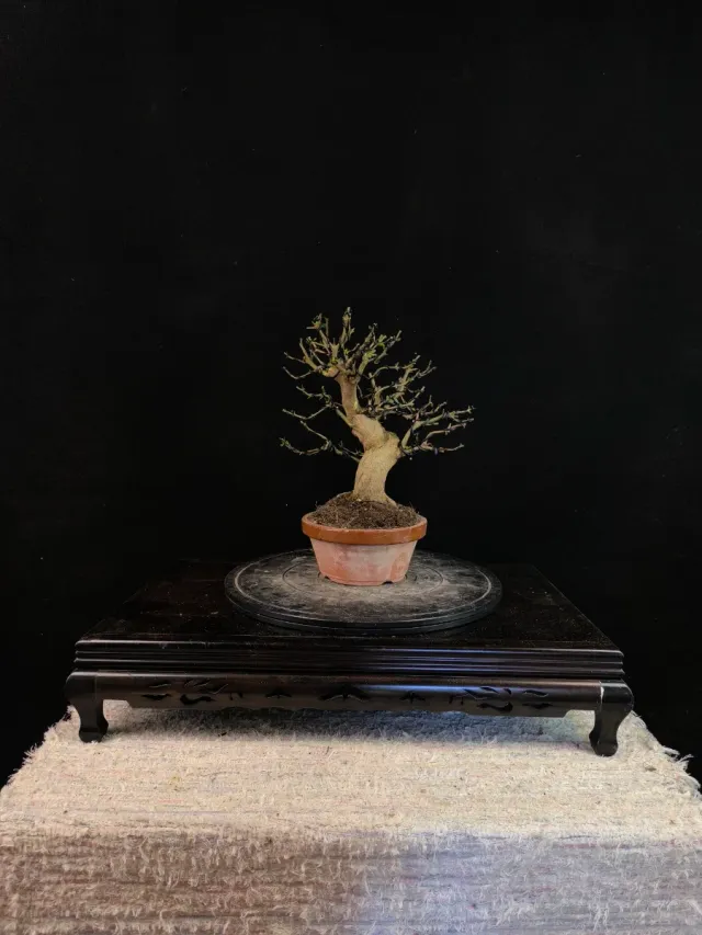 Bonsái Granado Nejikan