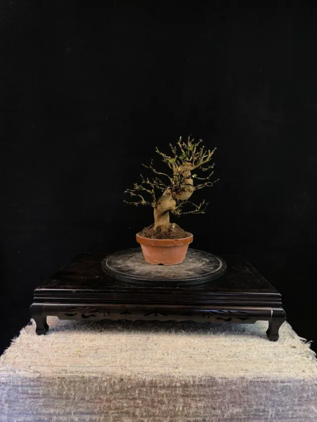 Bonsái Granado Nejikan