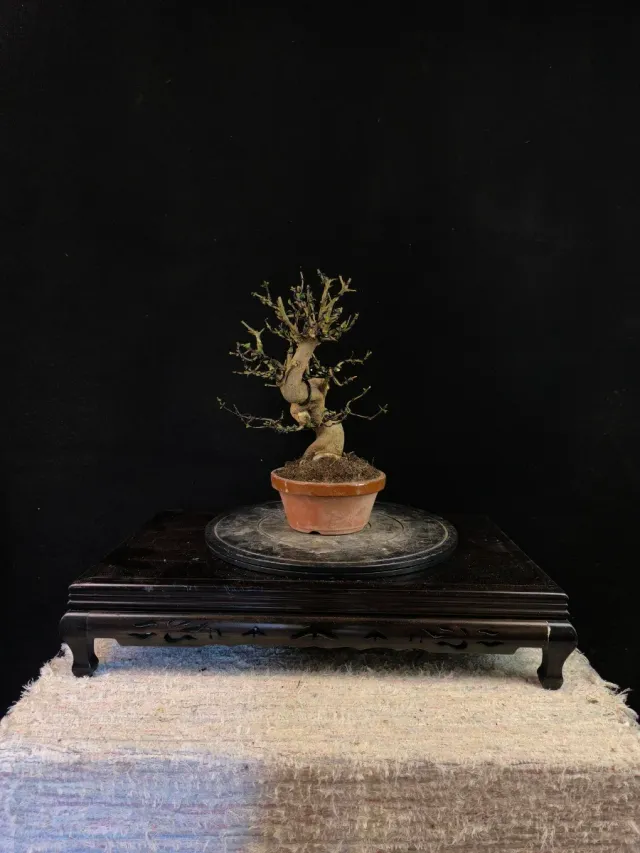 Bonsái Granado Nejikan