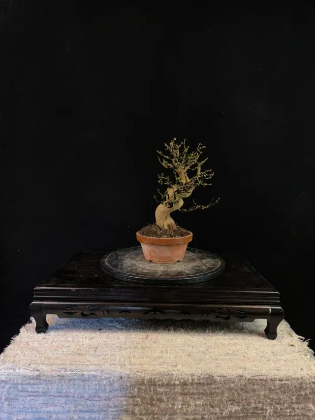 Bonsái Granado Nejikan