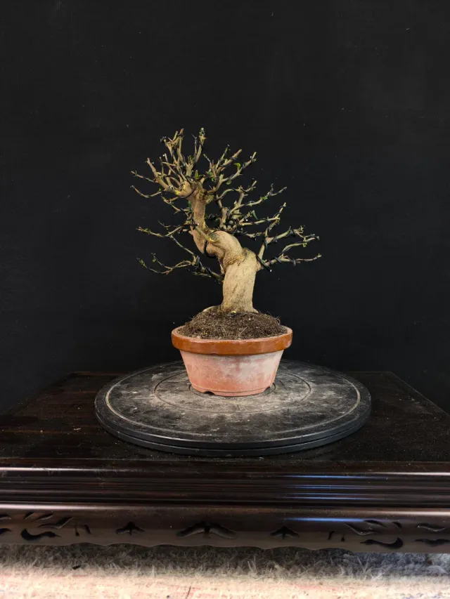 Bonsái Granado Nejikan