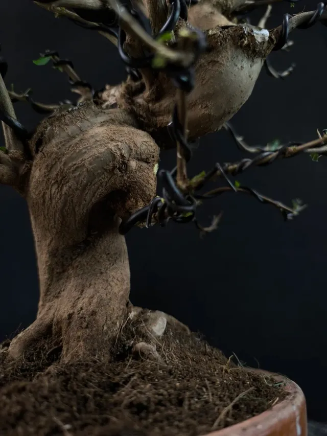 Bonsái Granado Nejikan