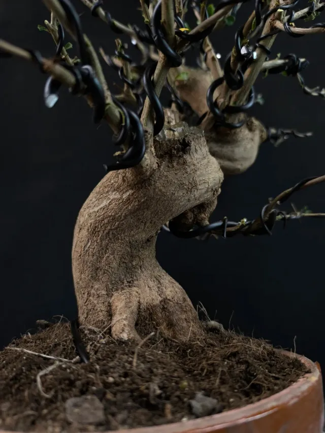 Bonsái Granado Nejikan