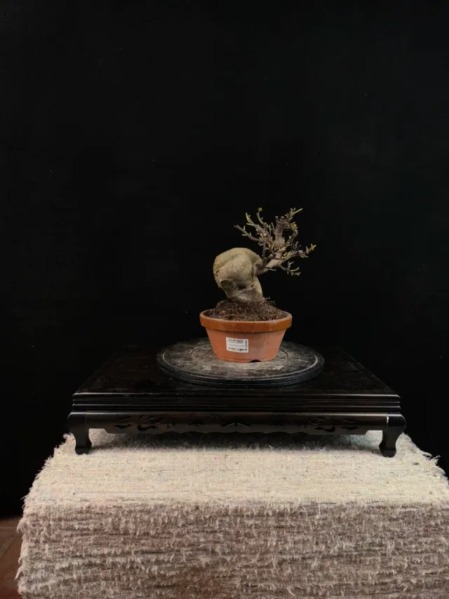 Bonsai Higuera