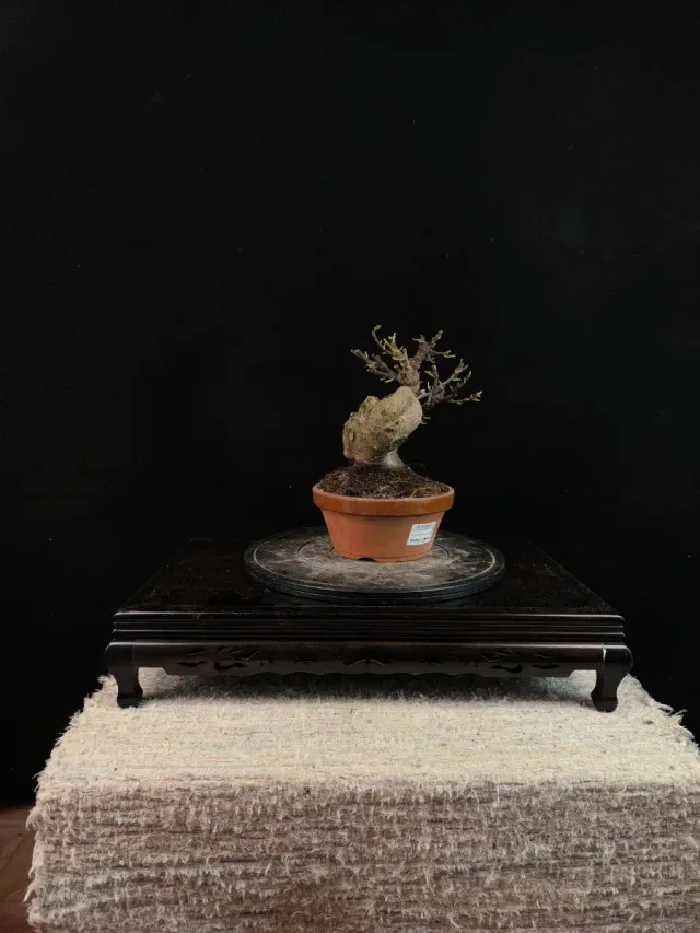 Bonsai Higuera